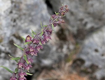 Epipactis atrorubens (BL)