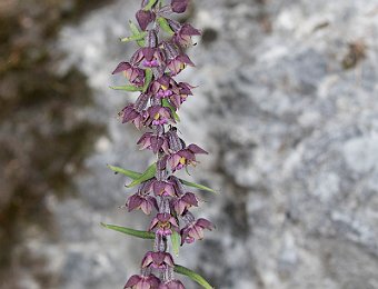 Epipactis atrorubens (BL)