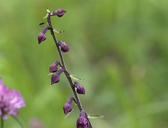 Epipactis atrorubens Val di Zoldo (BL)