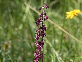 Epipactis atrorubens Val di Zoldo (BL)