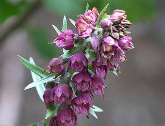 Epipactis atrorubens Val di Zoldo (BL)