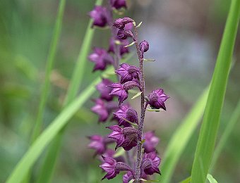 Epipactis atrorubens Val di Zoldo (BL)