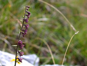 Epipactis atrorubens Cima XII (VI)