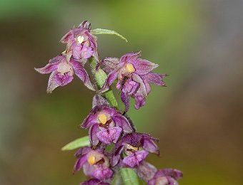 Epipactis atrorubens (BL)