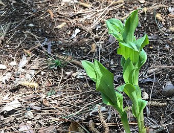 Epipactis Parona, Verona