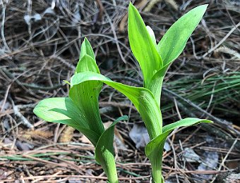 Epipactis bugacensis Parona, Verona