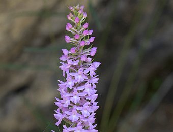 Gymnadenia conopsea Val di Zoldo (BL)