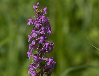 Gymnadenia conopsea Passo Staulanza (BL)