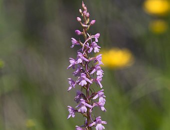 Gymnadenia conopsea Passo Staulanza (BL)