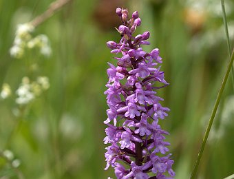 Gymnadenia conopsea Passo Staulanza (BL)