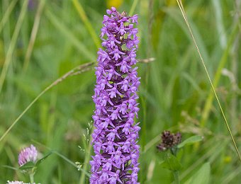 Gymnadenia conopsea Passo Staulanza (BL)