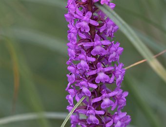 Gymnadenia conopsea Val del Braulio (SO)