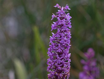 Gymnadenia conopsea Val del Braulio (SO)