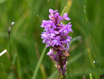 Gymnadenia conopsea Val di Zoldo (BL)