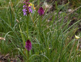 Gymnadenia ibridi? Passo Giau (BL)