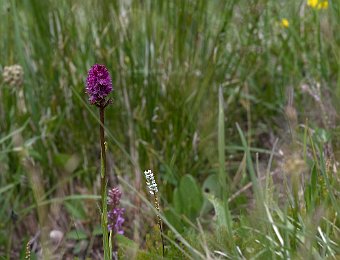 Gymnadenia ibrido? Passo Giau (BL)