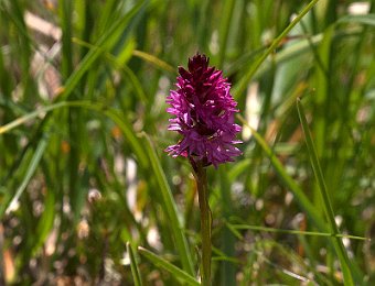 Gymnadenia ibrido? Passo Giau (BL)