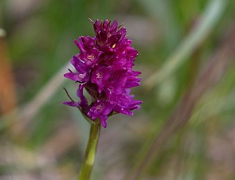 Gymnadenia ibrido? Passo Giau (BL)