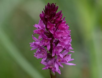 Gymnadenia ibrido? Passo Giau (BL)