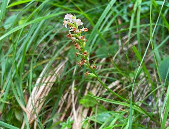 Gymnadenia odoratissima Monte Baldo (VR)