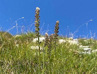 Gymnadenia odoratissima Cima XII (VI)