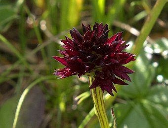 Gymnadenia rhellicani Passo Giau (BL)