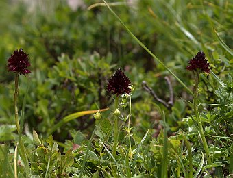 Gymnadenia rhellicani Passo Giau (BL)