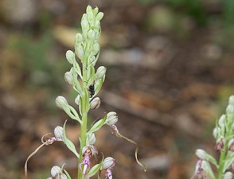 Himantoglossum adriaticum Avesa, Verona