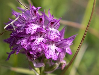 Neotinea tridentata Marezzane (VR)