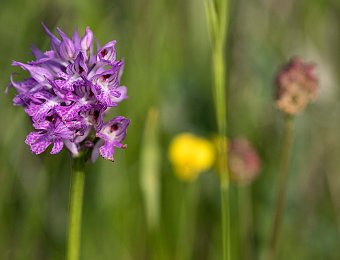 Neotinea tridentata Marezzane (VR)