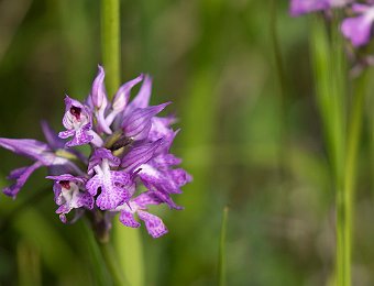 Neotinea tridentata Marezzane (VR)