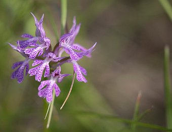 Neotinea tridentata Marezzane (VR)