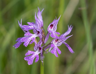 Neotinea tridentata Marezzane (VR)