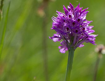 Neotinea tridentata Marezzane (VR)