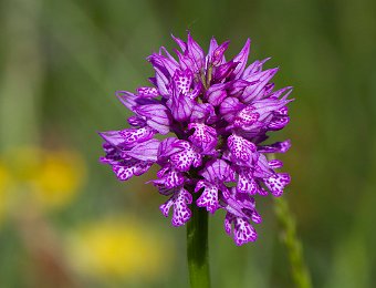 Neotinea tridentata Marezzane (VR)