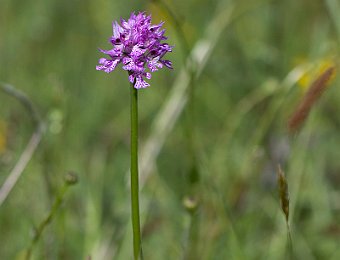 Neotinea tridentata Marezzane (VR)