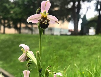 Ophrys apifera Verona