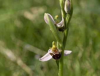 Ophrys apifera Verona