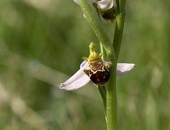 Ophrys apifera Verona