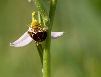 Ophrys apifera Verona