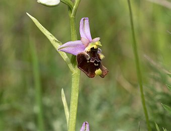 Ophrys holosericea holosericea Marezzane (VR)