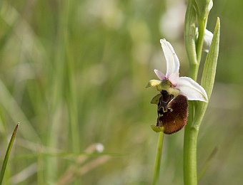 Ophrys holosericea holosericea Marezzane (VR)