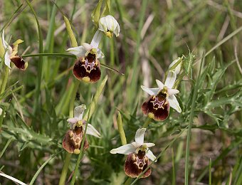 Ophrys holosericea holosericea Marezzane (VR)