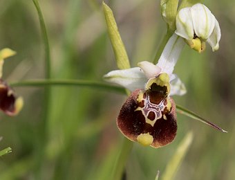 Ophrys holosericea holosericea Marezzane (VR)