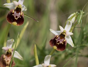 Ophrys holosericea holosericea Marezzane (VR)