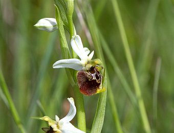 Ophrys holosericea holosericea Marezzane (VR)