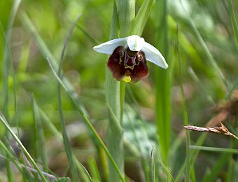 Ophrys holosericea holosericea Marezzane (VR)