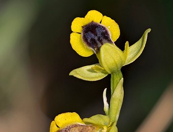 Ophrys lutea Valle dell'Anapo (SR)