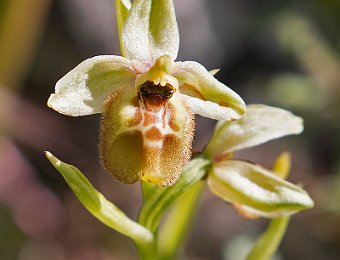 Ophrys oxyrrhynchos bianca Valle dell'Anapo (SR)