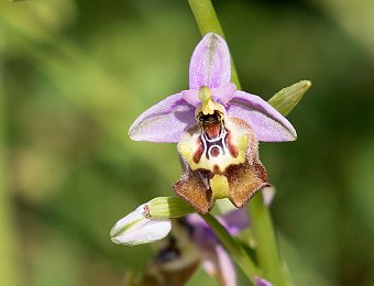 Ophrys oxyrrhynchos calliantha Valle dell'Anapo (SR)